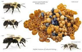 Bombus bumble bee