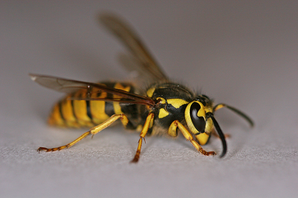 German wasp