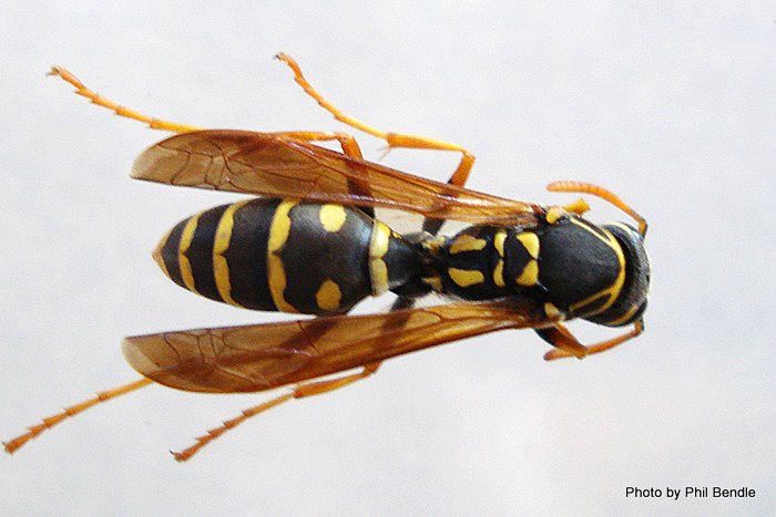 Polistes chinensis Asian Paper wasp