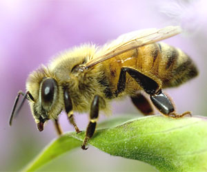 Worker honey bee all females