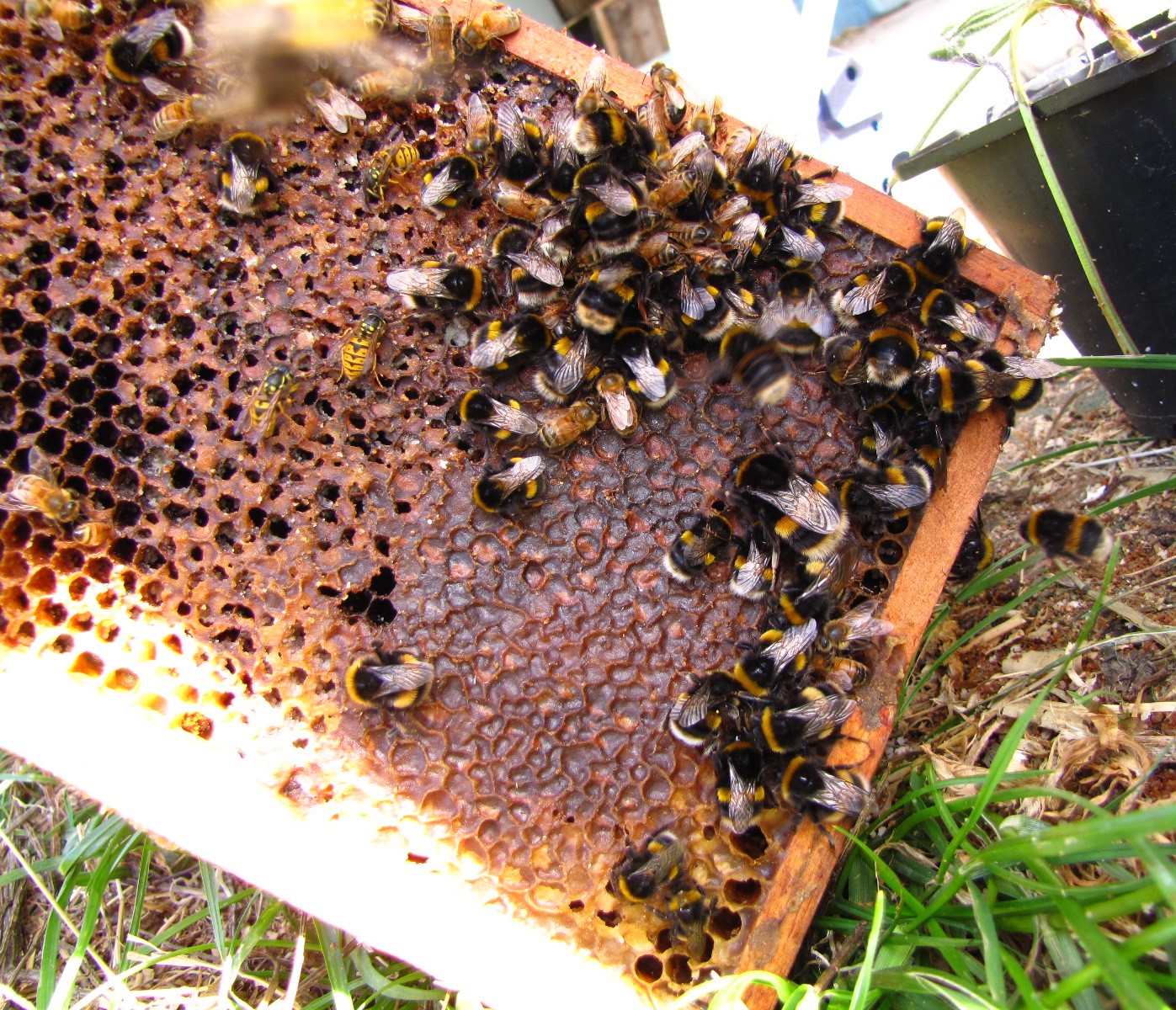 bees wasps bumble bees on frame